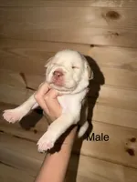 Male, a male Labrador Retriever for sale in Carthage, MO – 1 of 1
