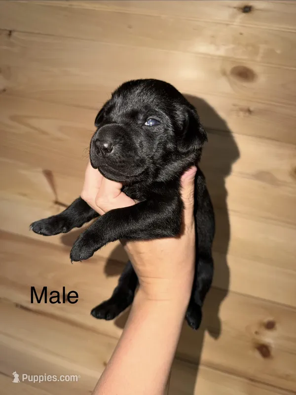 Male – Labrador Retriever puppy for sale in Carthage, MO