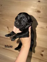 Male, a male Labrador Retriever for sale in Carthage, MO – 1 of 1