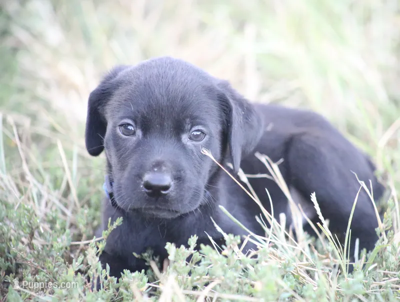 Female  – Labrador Retriever puppy for sale in Carthage, MO