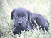 Female , a female Labrador Retriever for sale in Carthage, MO – 1 of 2