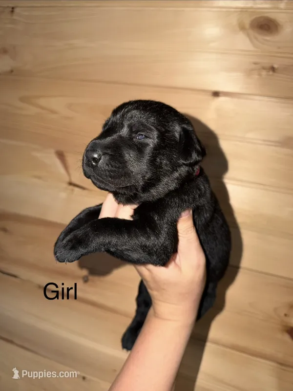 Female  – Labrador Retriever puppy for sale in Carthage, MO