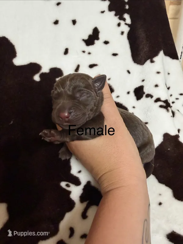 Female  – Labrador Retriever puppy for sale in Carthage, MO