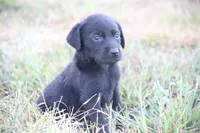 Female , a female Labrador Retriever for sale in Carthage, MO – 2 of 2