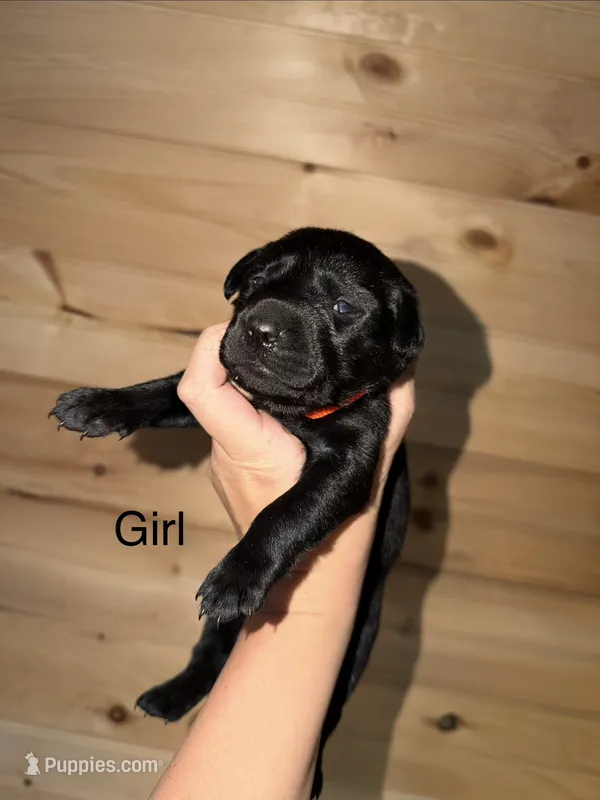 Female  – Labrador Retriever puppy for sale in Carthage, MO