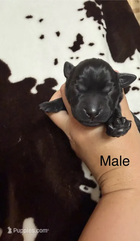 Male – Labrador Retriever puppy for sale in Carthage, MO