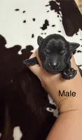 Male, a male Labrador Retriever for sale in Carthage, MO – 1 of 1