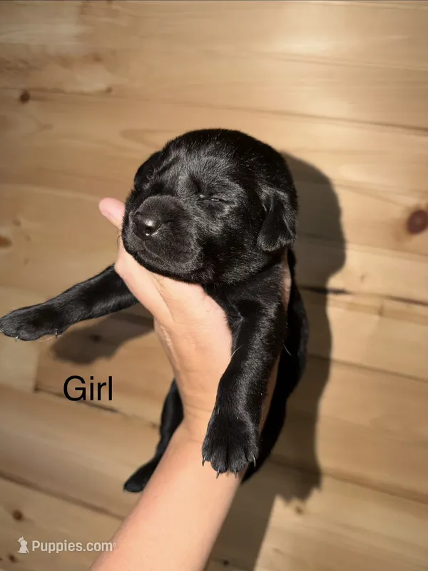 Female  – Labrador Retriever puppy for sale in Carthage, MO