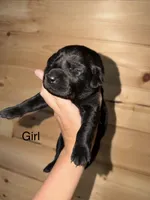 Female , a male Labrador Retriever for sale in Carthage, MO – 1 of 1