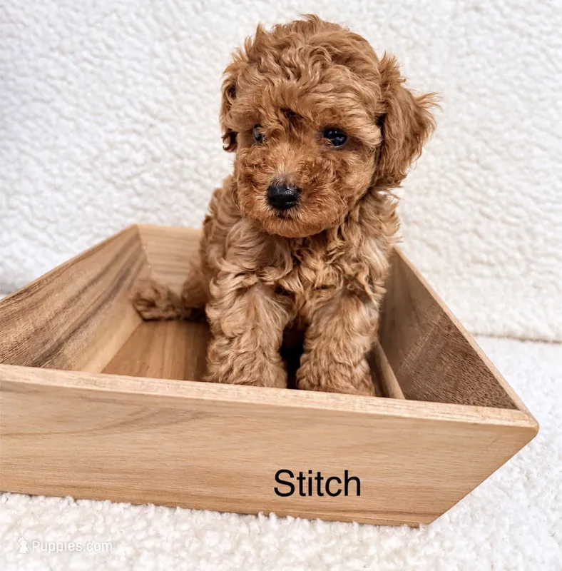 Stitch – Poodle - Toy  puppy for sale in Cartersville, GA