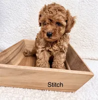 Stitch, a male Poodle - Toy  for sale in Cartersville, GA – 1 of 1