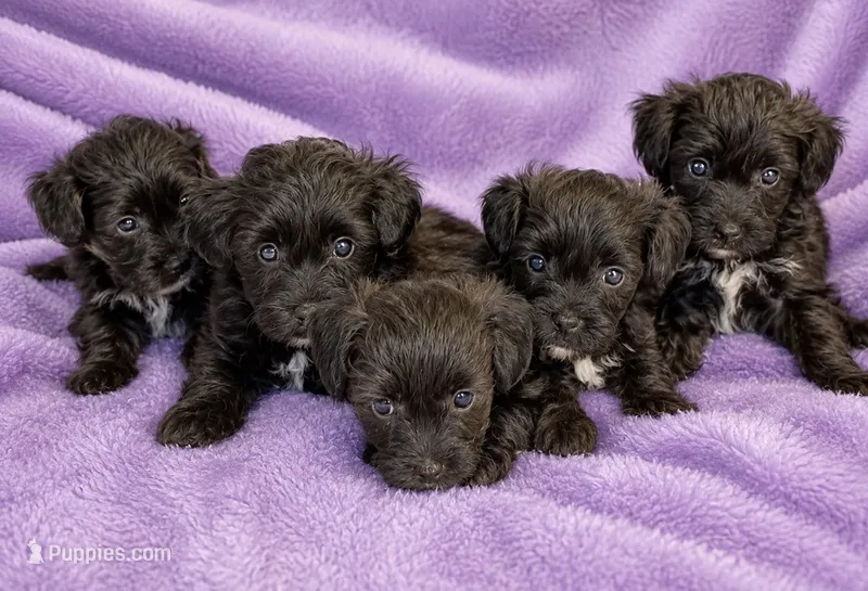 Belle – Yorkipoo, Poodle - Toy  puppy for sale in Cartersville, GA