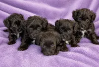 Molly, a female Yorkipoo and Poodle - Toy  for sale in Cartersville, GA – 2 of 2