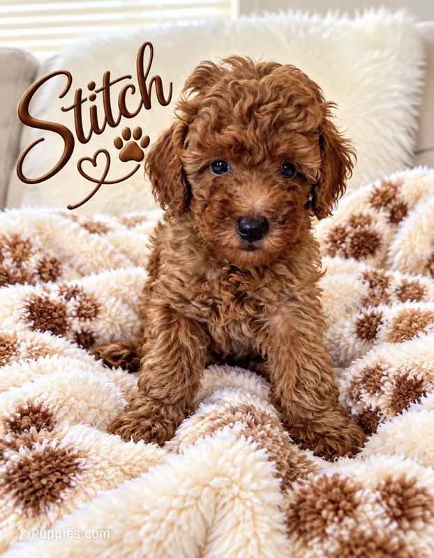 Stitch – Poodle - Toy  puppy for sale in Cartersville, GA