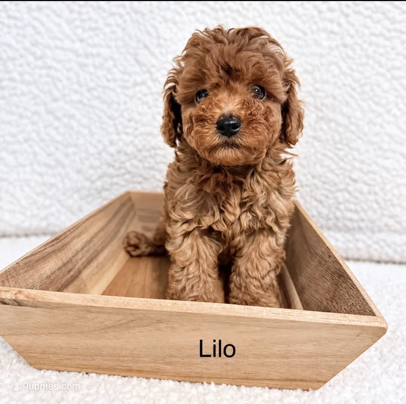 Lilo – Poodle - Toy  puppy for sale in Cartersville, GA