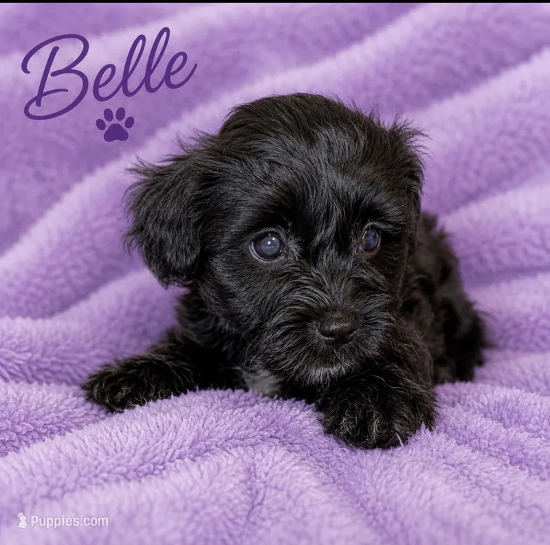 Belle – Yorkipoo, Poodle - Toy  puppy for sale in Cartersville, GA