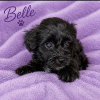 Belle, a female Yorkipoo and Poodle - Toy  for sale in Cartersville, GA – 2 of 2