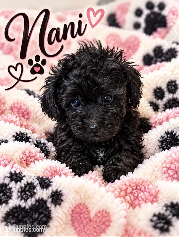 Nani – Poodle - Toy  puppy for sale in Cartersville, GA