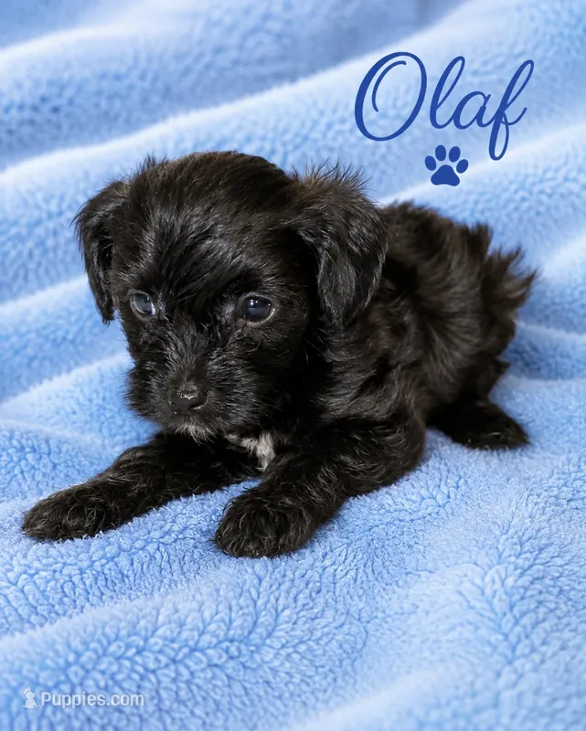 Olaf – Yorkipoo puppy for sale in Cartersville, GA