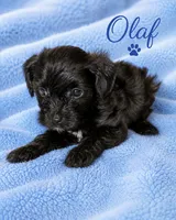 Olaf, a male Yorkipoo for sale in Cartersville, GA – 1 of 2
