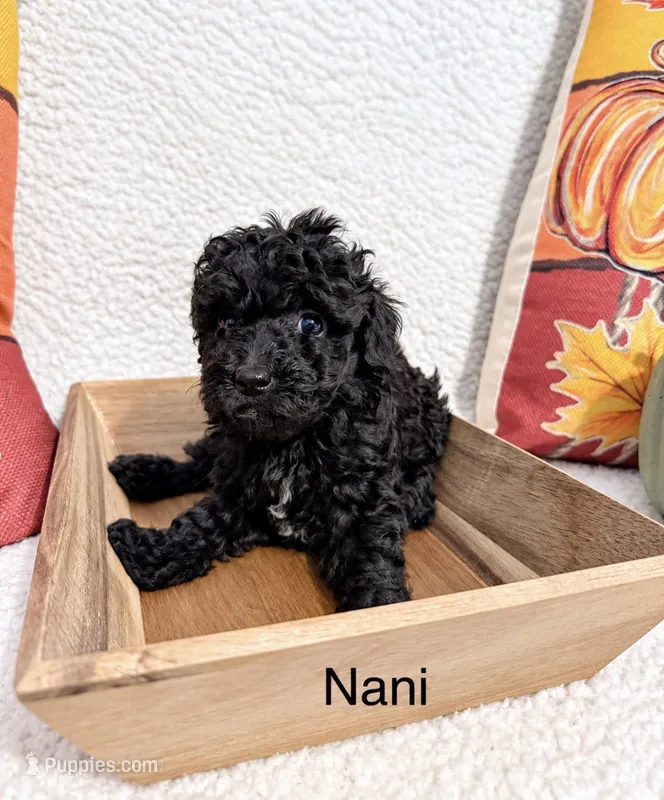 Nani – Poodle - Toy  puppy for sale in Cartersville, GA