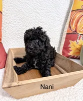 Nani, a female Poodle - Toy  for sale in Cartersville, GA – 1 of 1