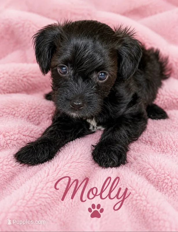 Molly – Yorkipoo, Poodle - Toy  puppy for sale in Cartersville, GA