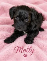 Molly, a female Yorkipoo and Poodle - Toy  for sale in Cartersville, GA – 1 of 2