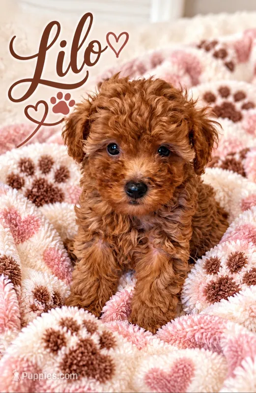 Lilo – Poodle - Toy  puppy for sale in Cartersville, GA