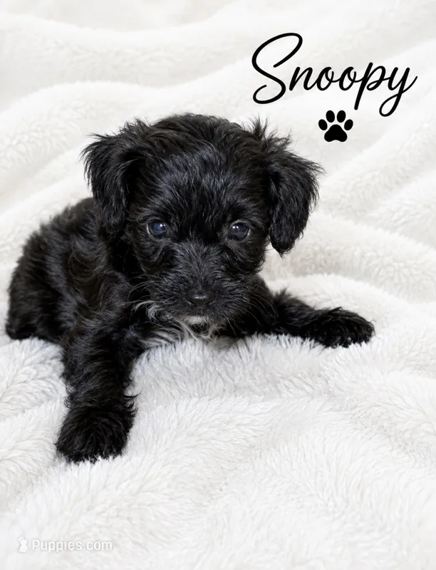 Snoopy – Yorkipoo, Poodle - Toy  puppy for sale in Cartersville, GA