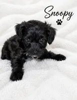 Snoopy, a male Yorkipoo and Poodle - Toy  for sale in Cartersville, GA – 1 of 2