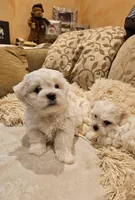 Dall, a female Maltipoo for sale in San Jose, CA – 1 of 1