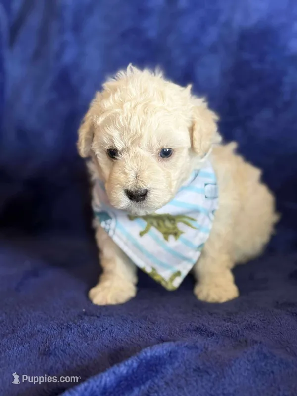 Leo – Poodle - Toy  puppy for sale in San Jose, CA