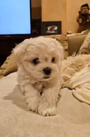 Rich , a male Maltipoo for sale in San Jose, CA – 1 of 1