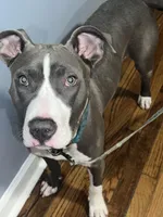 Pluto , a  American Pit Bull Terrier for sale in Chicago, IL – Photo 2 of 6