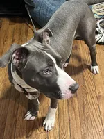 Pluto , a  American Pit Bull Terrier for sale in Chicago, IL – Photo 3 of 6