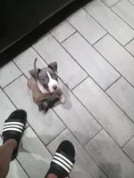 Pluto , a  American Pit Bull Terrier for sale in Chicago, IL – Photo 1 of 6