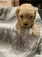 processed/f586fb12-7735-41ba-83fe-bc6d80e95465/listing/f881cac3-eba2-4785-baa6-b6707bd852a7/0b5cb8f5-d1fb-4d96-94e6-c0167a28df5f