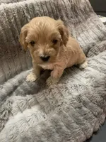 processed/f586fb12-7735-41ba-83fe-bc6d80e95465/listing/f881cac3-eba2-4785-baa6-b6707bd852a7/1dd101e4-94e1-400b-814a-f966fec4f024