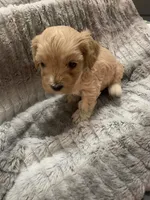 processed/f586fb12-7735-41ba-83fe-bc6d80e95465/listing/f881cac3-eba2-4785-baa6-b6707bd852a7/84ef4391-eef4-4375-bb1e-6e82abedb8ef