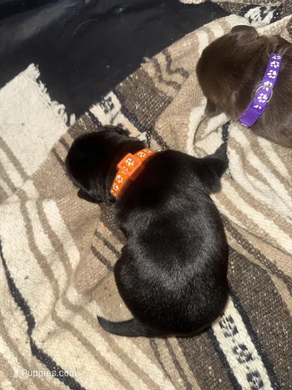 Orange – Labrador Retriever puppy for sale in Crosby, MN