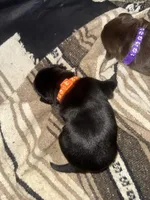 Orange, a male Labrador Retriever for sale in Crosby, MN – 1 of 1