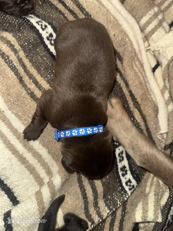 Blue – Labrador Retriever puppy for sale in Crosby, MN