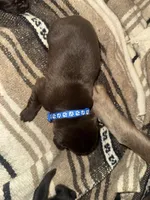 Blue, a male Labrador Retriever for sale in Crosby, MN – 1 of 1