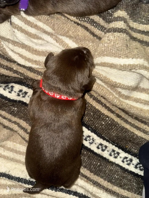 Red – Labrador Retriever puppy for sale in Crosby, MN