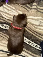 Red, a male Labrador Retriever for sale in Crosby, MN – 1 of 1