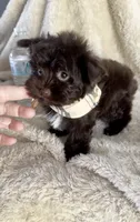 Armani Valentino, a male Yorkshire Terrier for sale in Cypress, TX – 3 of 9