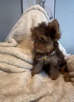 Tee Bear 🤎, a male Yorkshire Terrier for sale in Houston, TX – 2 of 3
