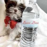 Lucci Dior, a male Yorkshire Terrier for sale in Austin, TX – Photo 1 of 6