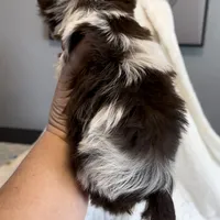 Lucci Dior, a male Yorkshire Terrier for sale in Austin, TX – Photo 4 of 6